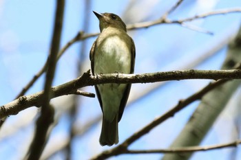 Asian Brown Flycatcher 祖父江ワイルドネイチャー緑地 Sun, 4/14/2024