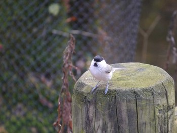 ハシブトガラ 北大研究林(北海道大学苫小牧研究林) 2015年11月3日(火)