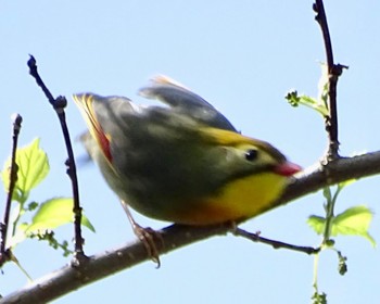 Red-billed Leiothrix 瀬上市民の森 Fri, 4/19/2024