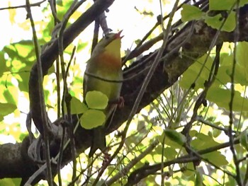 Red-billed Leiothrix 瀬上市民の森 Fri, 4/19/2024