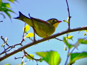 Red-billed Leiothrix 瀬上市民の森 Fri, 4/19/2024