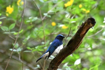 Blue-and-white Flycatcher Hayatogawa Forest Road Tue, 4/16/2024