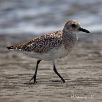 2024年3月31日(日) ふなばし三番瀬海浜公園の野鳥観察記録