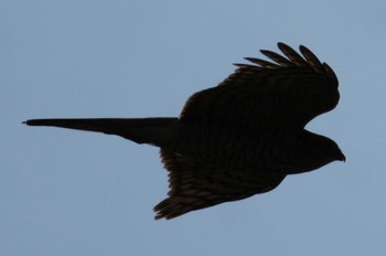 Eurasian Sparrowhawk 多摩川 Mon, 4/15/2024