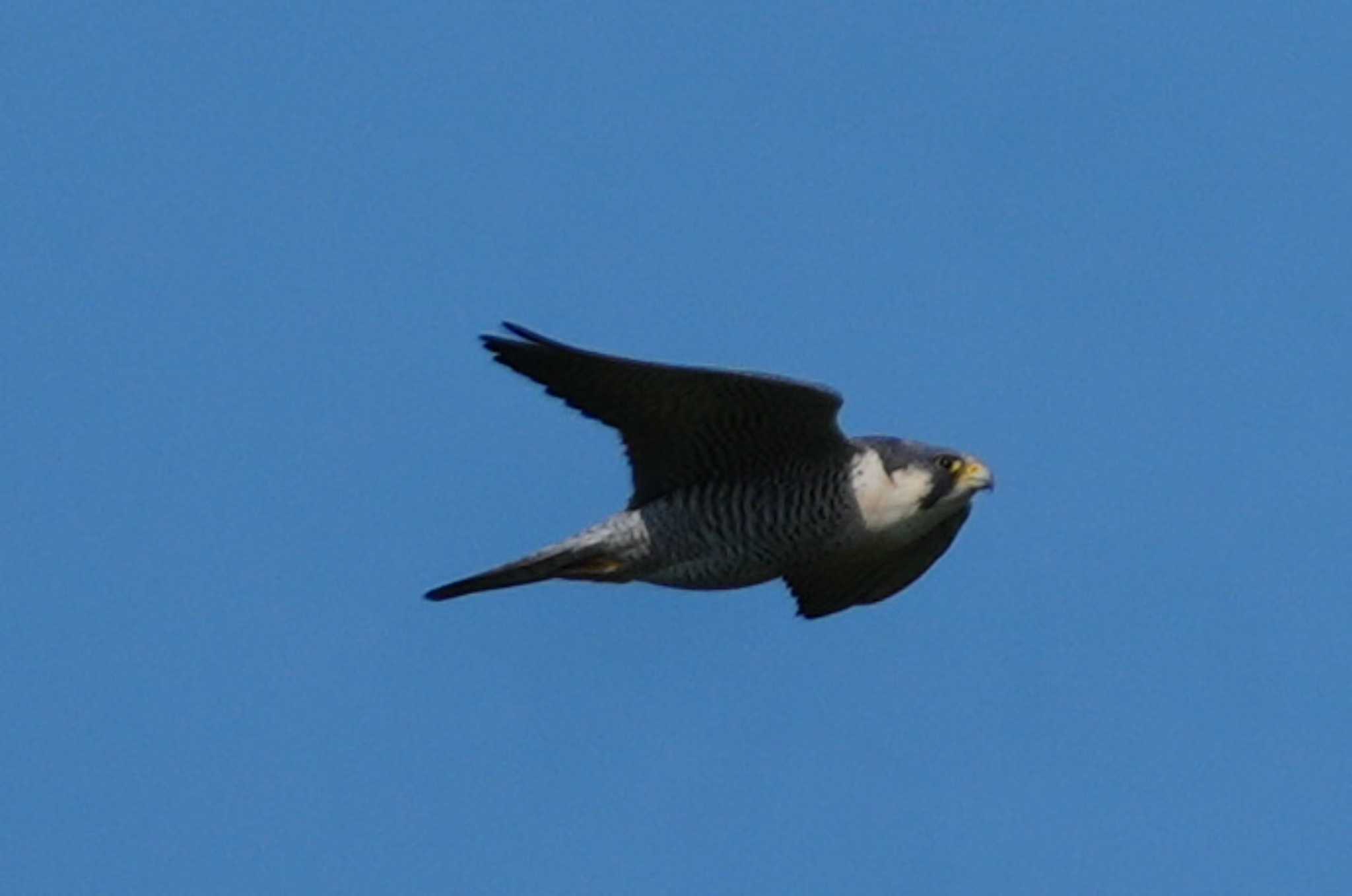 Photo of Peregrine Falcon at 多摩川 by ツートン