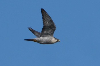 Peregrine Falcon 多摩川 Mon, 4/15/2024