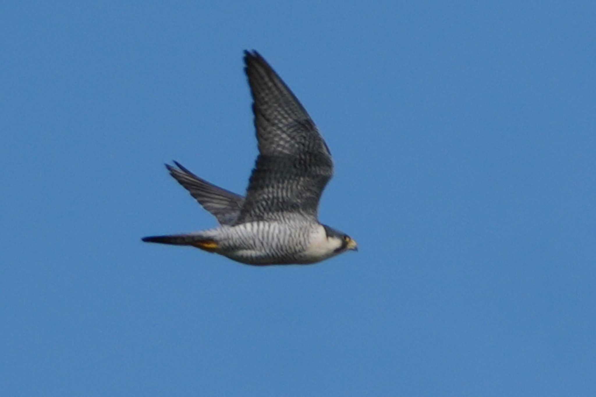 Photo of Peregrine Falcon at 多摩川 by ツートン