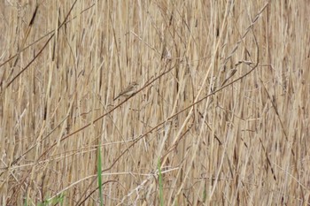 Common Reed Bunting Kasai Rinkai Park Mon, 4/8/2024