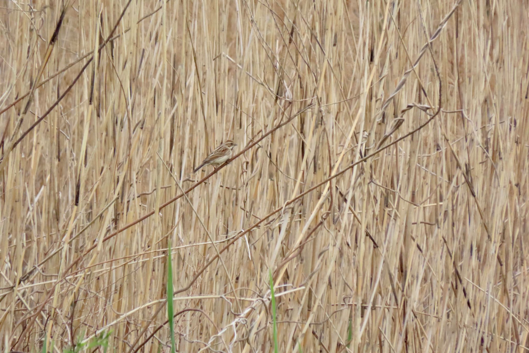 Common Reed Bunting