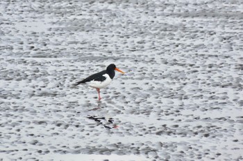 Eurasian Oystercatcher Kasai Rinkai Park Mon, 4/8/2024