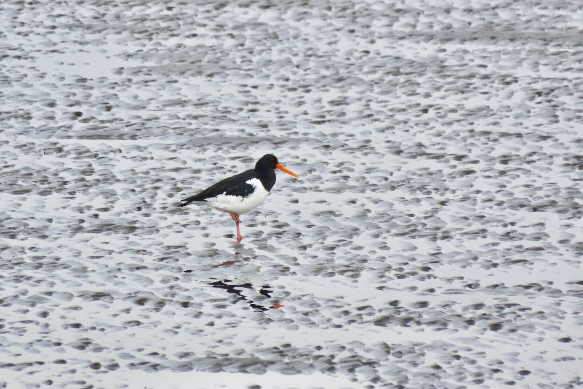 Photo of Eurasian Oystercatcher at Kasai Rinkai Park by 中学生探鳥家