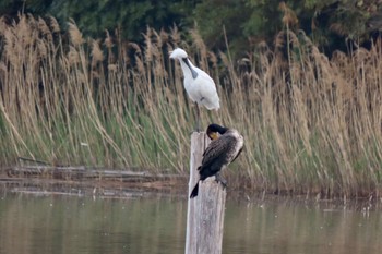 2024年4月8日(月) 葛西臨海公園の野鳥観察記録