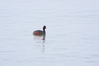 Black-necked Grebe Kasai Rinkai Park Mon, 4/8/2024