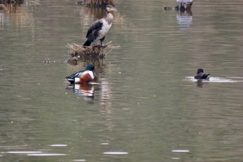 Northern Shoveler Kasai Rinkai Park Mon, 4/8/2024