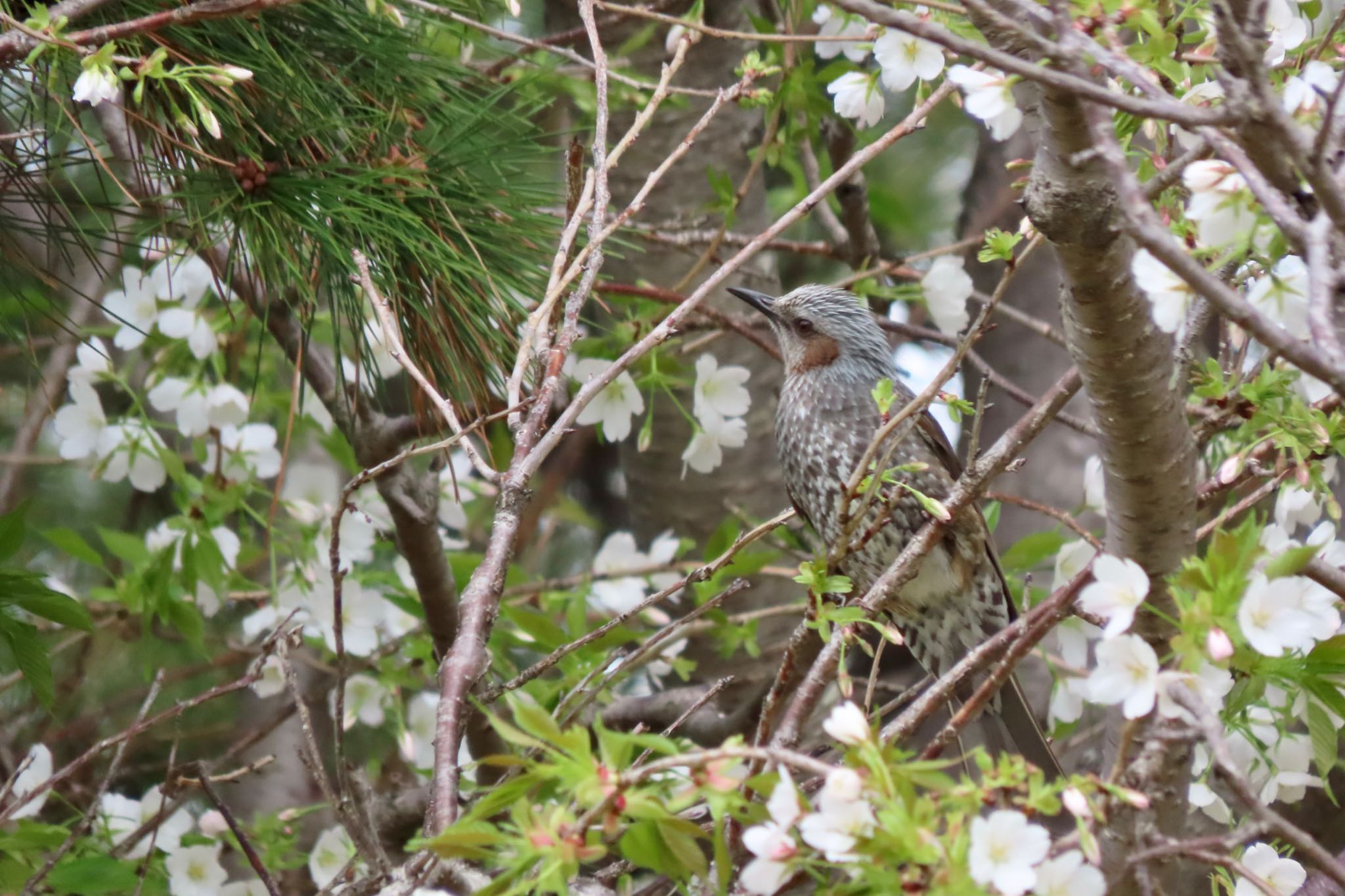 Brown-eared Bulbul