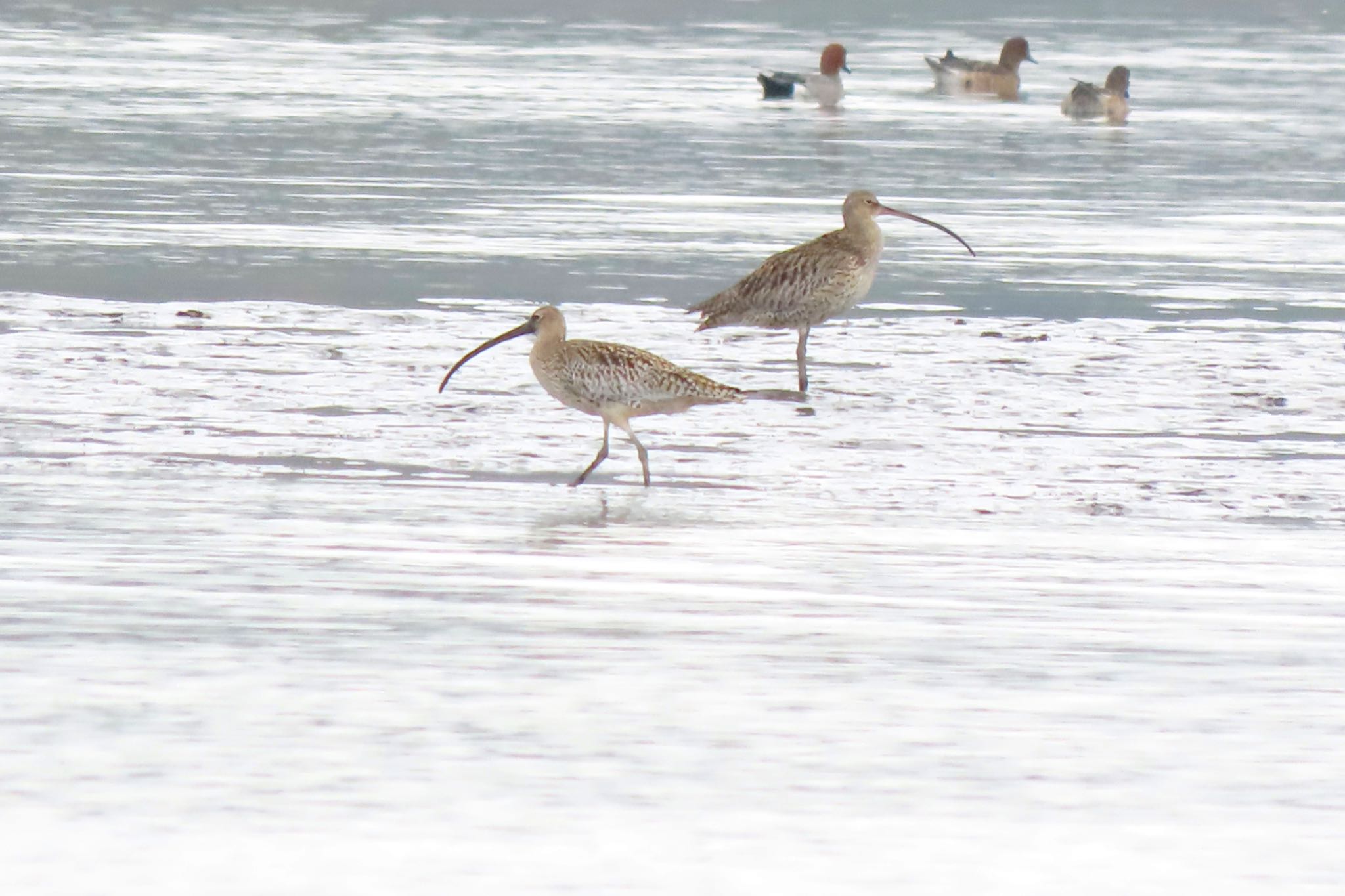 Photo of Far Eastern Curlew at Kasai Rinkai Park by 中学生探鳥家