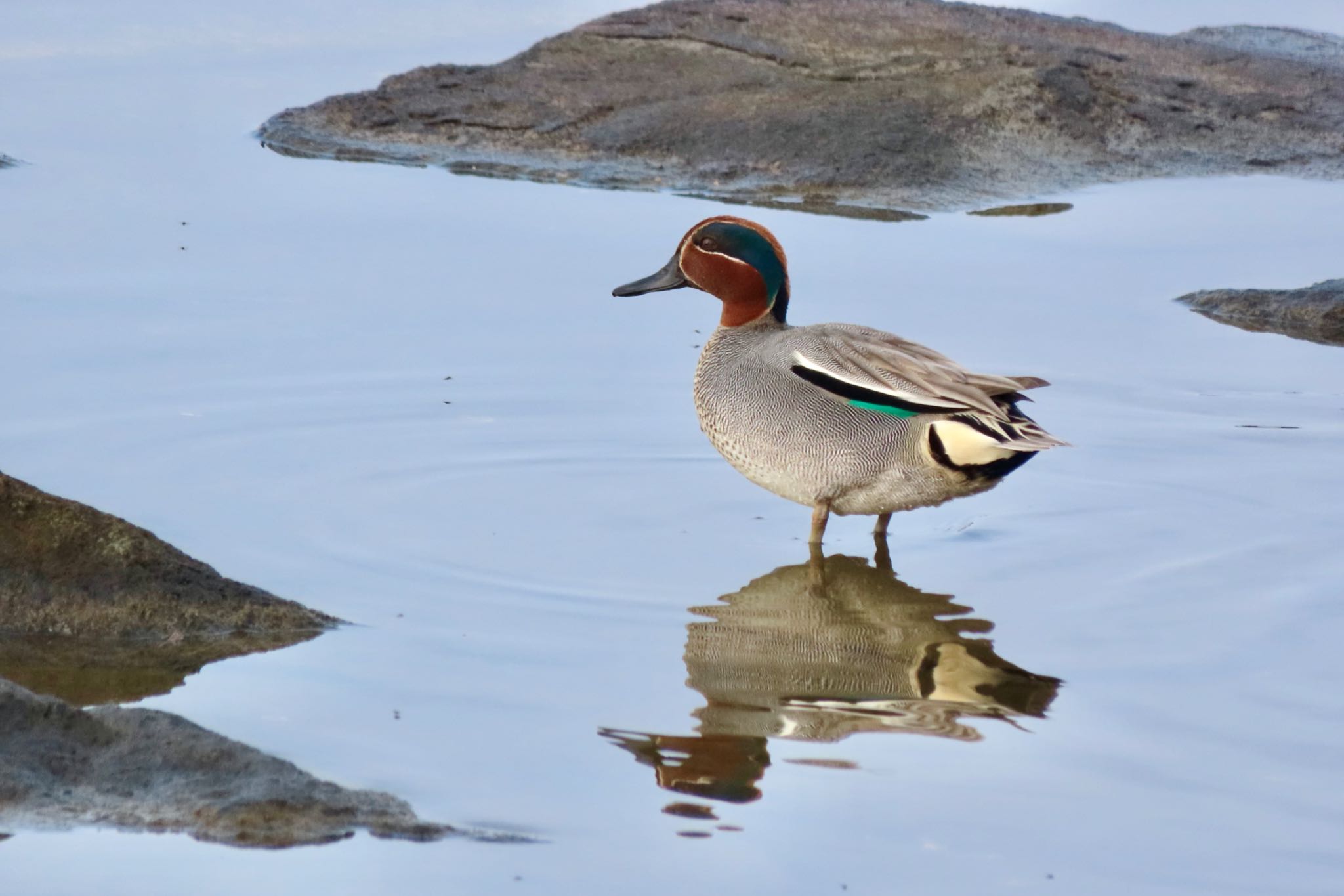 Eurasian Teal