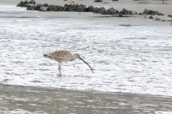 Far Eastern Curlew Kasai Rinkai Park Mon, 4/8/2024