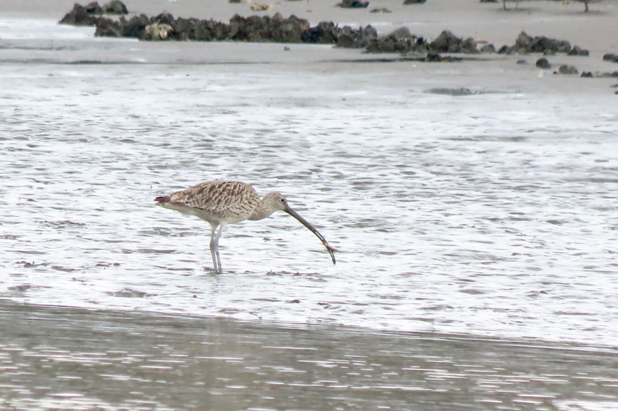 Far Eastern Curlew