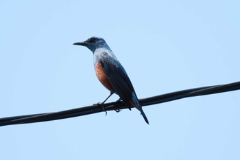 Blue Rock Thrush 野島崎灯台付近 Sun, 4/14/2024