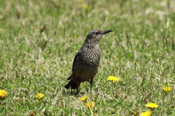 Blue Rock Thrush 野島崎灯台 Sun, 4/14/2024