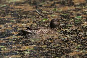 Eurasian Teal Akigase Park Fri, 4/19/2024