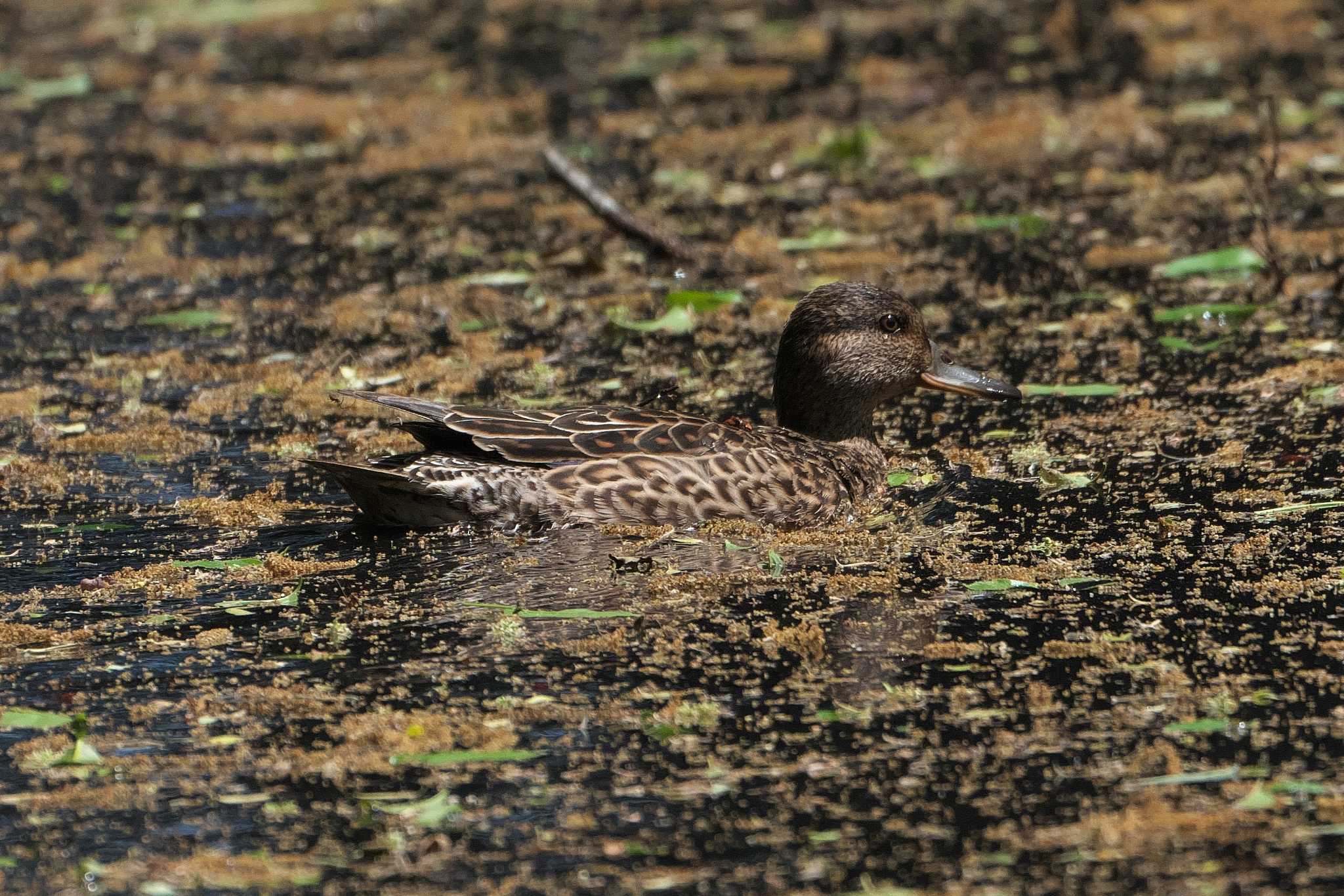 Photo of Eurasian Teal at Akigase Park by Y. Watanabe