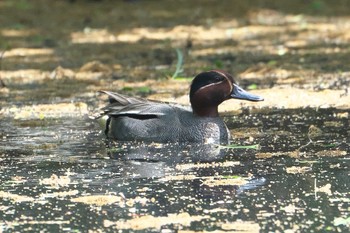 コガモ 秋ヶ瀬公園 2024年4月19日(金)