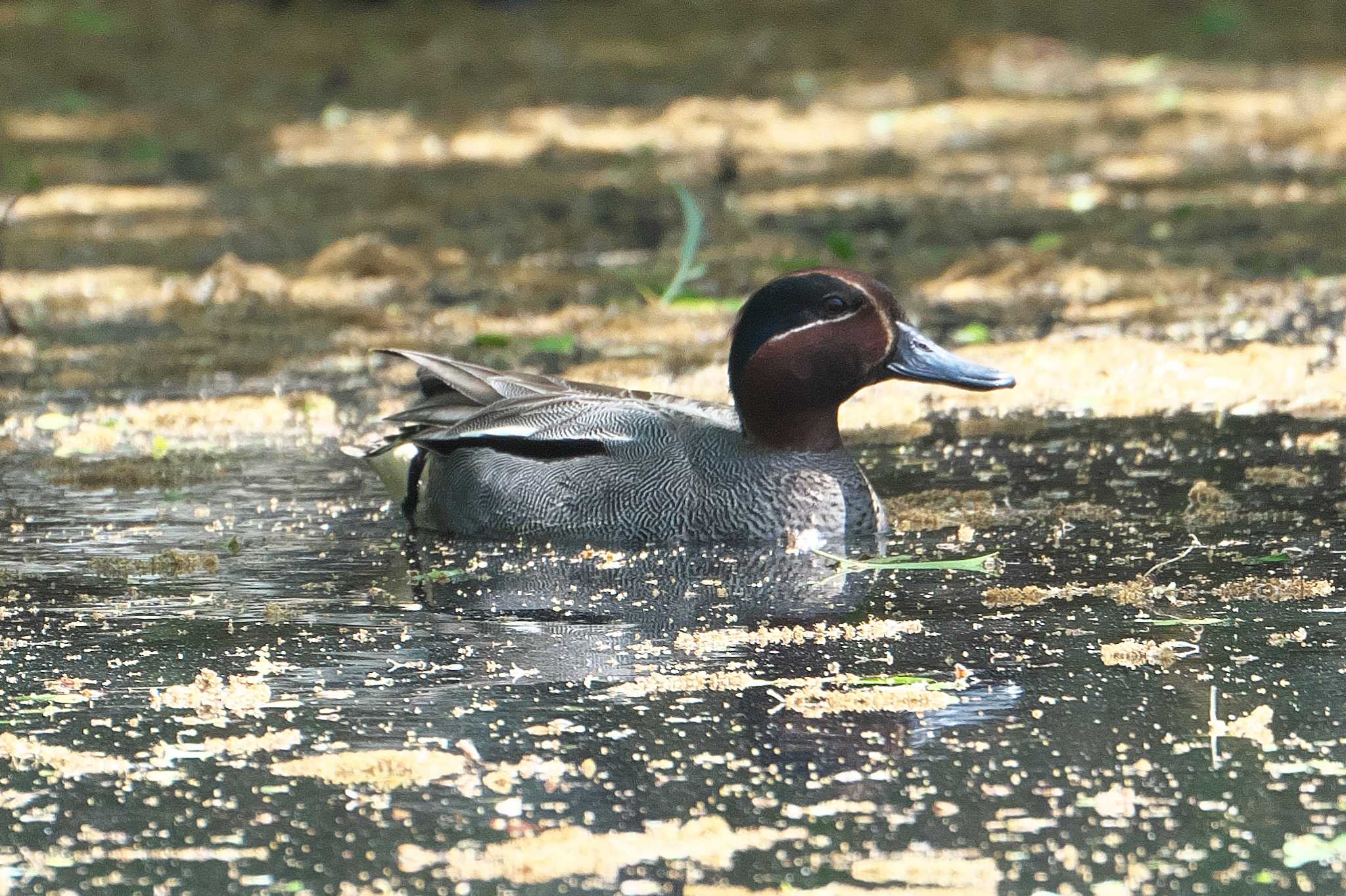 Photo of Eurasian Teal at Akigase Park by Y. Watanabe