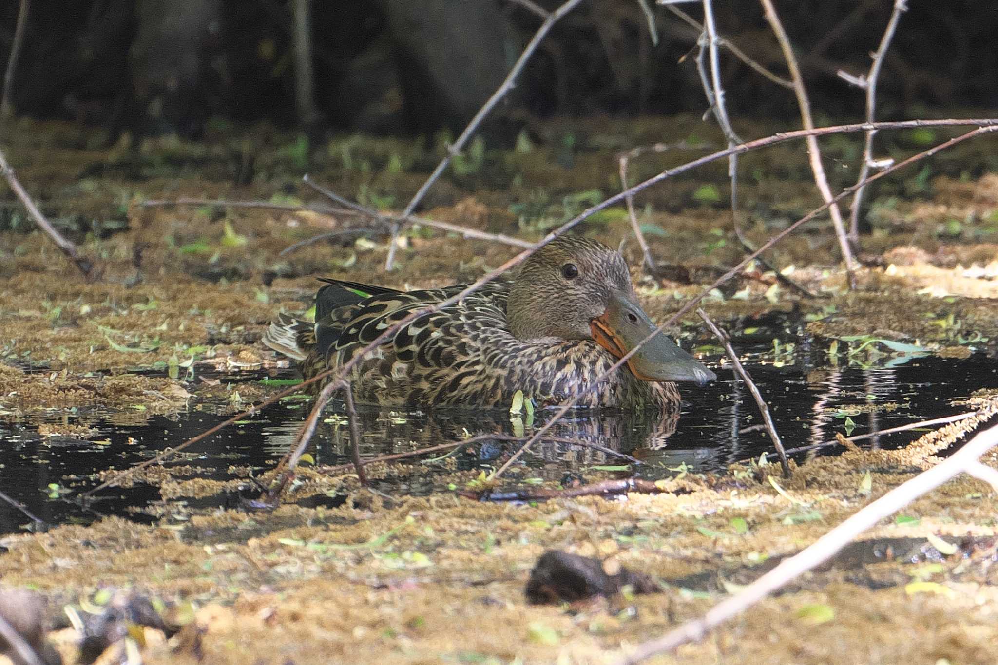 ハシビロガモ