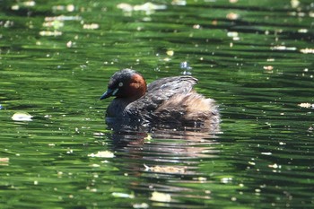 カイツブリ 秋ヶ瀬公園 2024年4月19日(金)