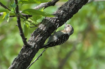 Japanese Pygmy Woodpecker Akigase Park Fri, 4/19/2024