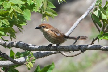 Bull-headed Shrike Akigase Park Fri, 4/19/2024