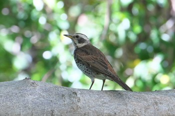 Dusky Thrush Akigase Park Fri, 4/19/2024