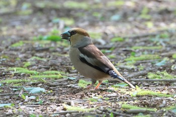 Hawfinch Akigase Park Fri, 4/19/2024