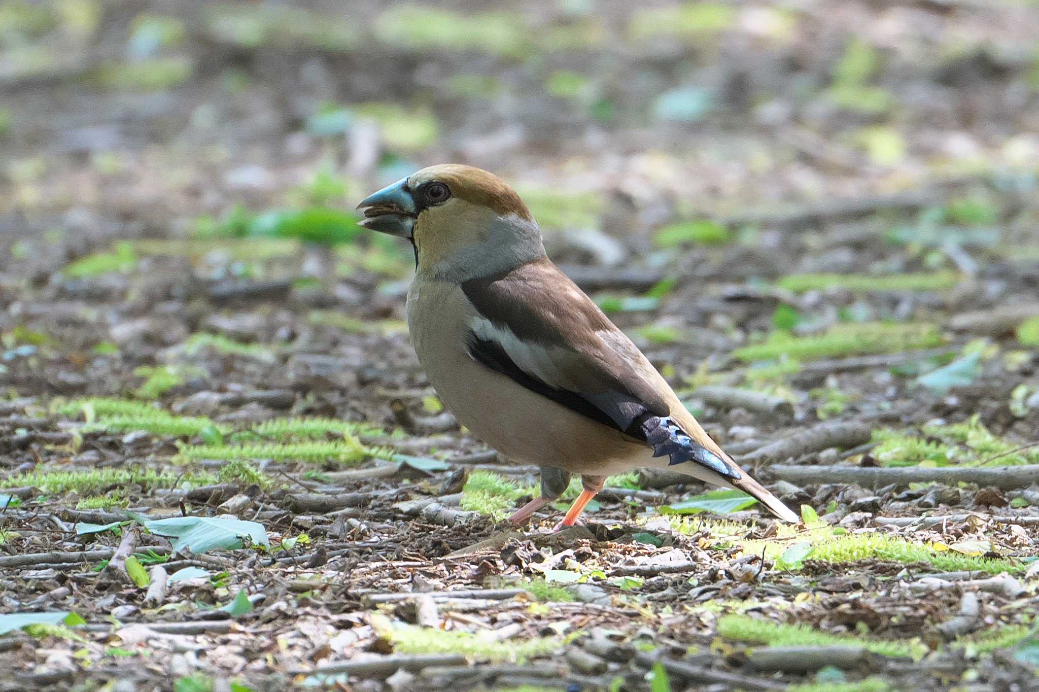 Photo of Hawfinch at Akigase Park by Y. Watanabe