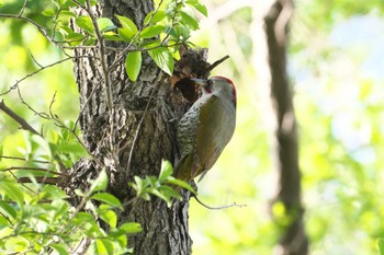 Japanese Green Woodpecker Akigase Park Fri, 4/19/2024