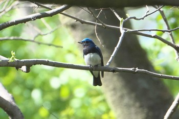 Blue-and-white Flycatcher Akigase Park Fri, 4/19/2024