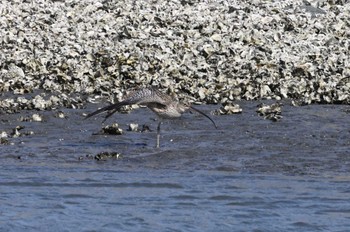 Far Eastern Curlew Kasai Rinkai Park Sun, 3/17/2024