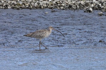 Far Eastern Curlew Kasai Rinkai Park Sun, 3/17/2024