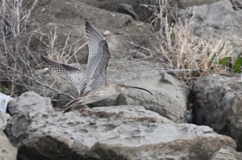 ホウロクシギ 葛西臨海公園 2024年3月17日(日)