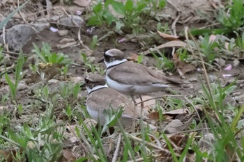 Long-billed Plover 賀茂川 Tue, 4/16/2024