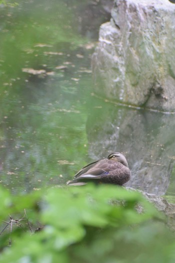 Eastern Spot-billed Duck ＭＦ Thu, 4/18/2024