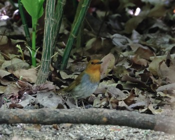 Japanese Robin Osaka castle park Fri, 4/19/2024