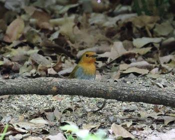 Japanese Robin Osaka castle park Fri, 4/19/2024