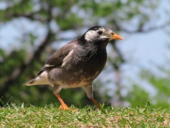 White-cheeked Starling Musashino-no-mori Park Fri, 4/19/2024