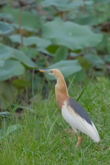 Javan Pond Heron Wachirabenchathat Park(Suan Rot Fai) Wed, 4/17/2024