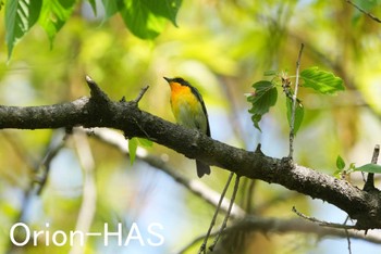 Narcissus Flycatcher 東京都多摩地域 Fri, 4/19/2024