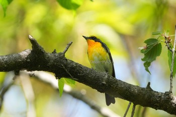 Narcissus Flycatcher 東京都多摩地域 Fri, 4/19/2024