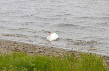 Mute Swan Lake Utonai Sun, 6/17/2018